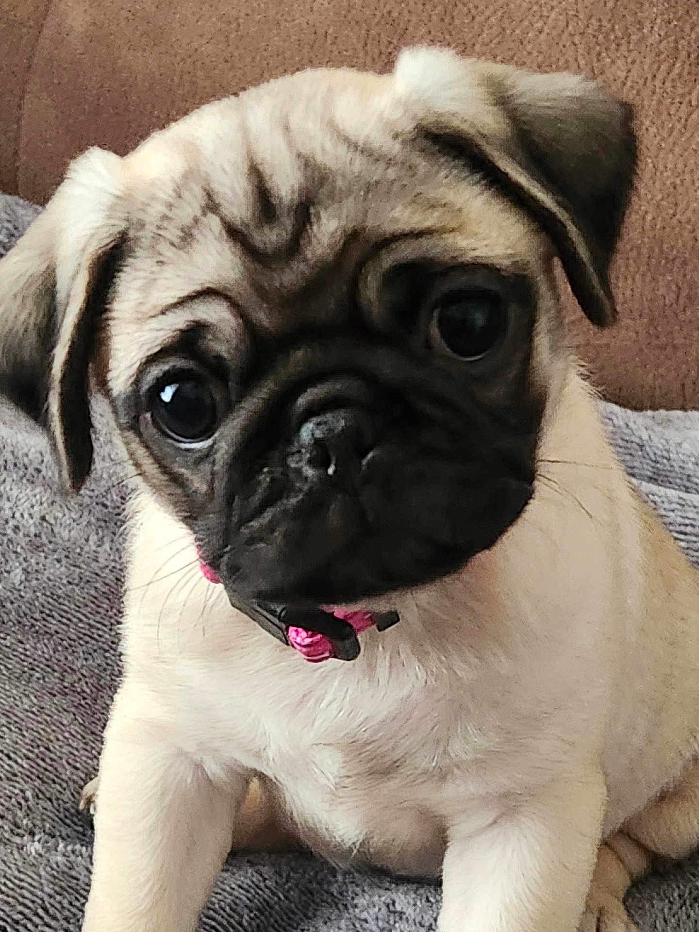 Teresa Dawson joined the competition — help win amazing prizes! puppy, dog, pug, close_up, portrait, pet, cute, young_dog, fur, animal, indoor, sitting, collar, small_dog, face, ears, nose, whiskers, expression, blanket