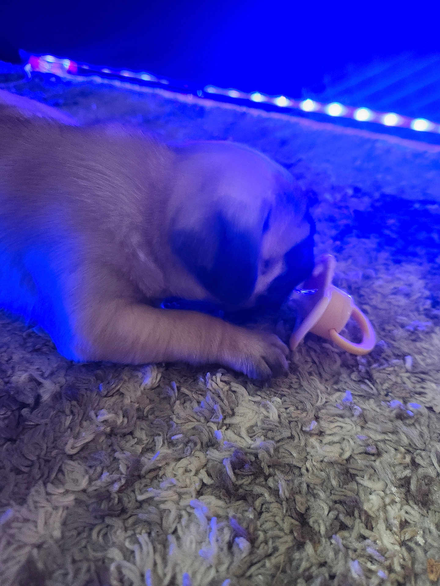Pugsley joined the competition — help win amazing prizes! animal, blue_light, carpet, closeup, cozy, curious, cute, dog, floor, fur, indoor, pacifier, pet, playing, puppy, small, sniffing, texture, toy, young