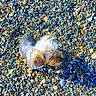dog, small_dog, pebble_beach, stones, outdoor, sunlight, shadow, fluffy, animal, nature, colorful, texture, walking, daylight, pet, summer, ground, canine, cute, fur
