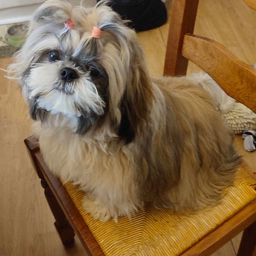 Zoe participe au concours pour gagner de l'argent avec cette photo : accessories, affenpinscher, animal, architecture, bag, canine, chair, couch, dog, furniture, handbag, hardwood, indoors, interiordesign, pet, plywood, puppy, table, terrier, wood