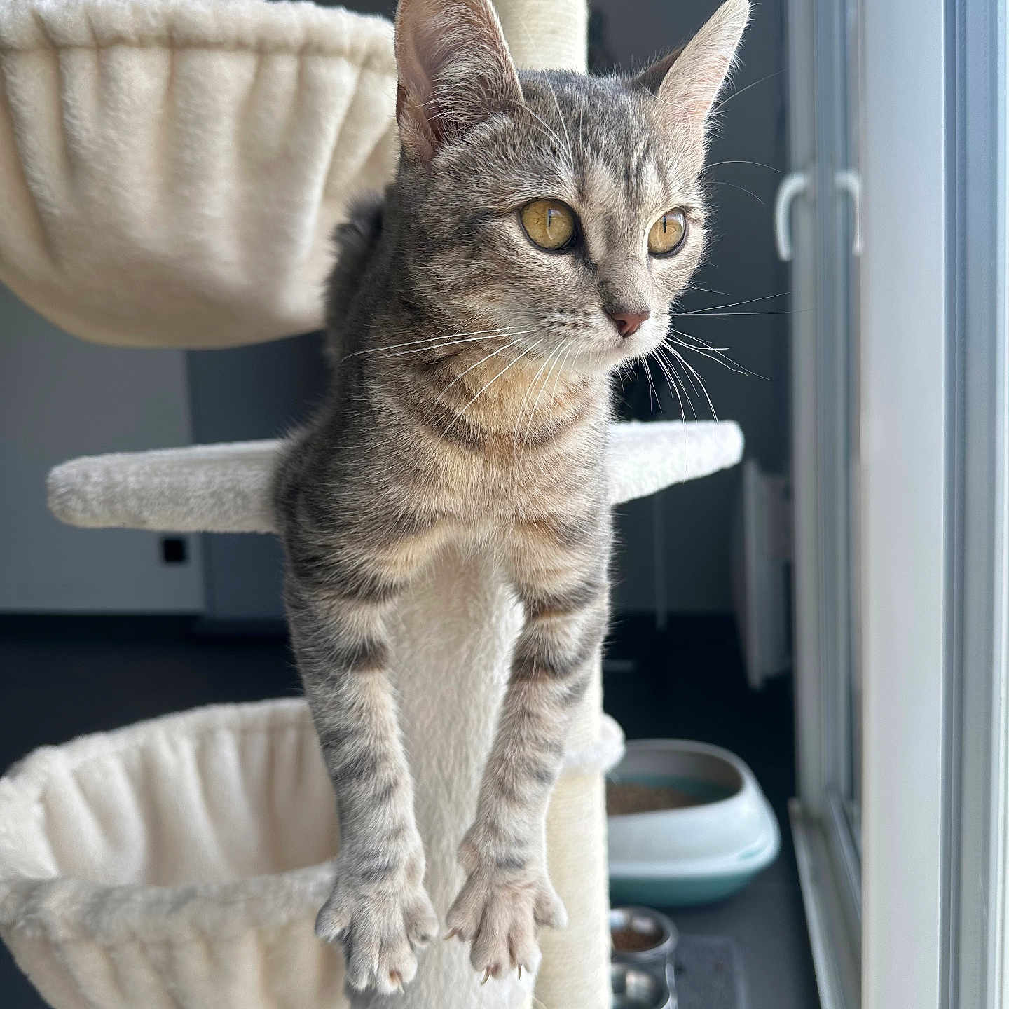 Vegas a rejoint le concours — aidez-le/la à gagner de superbes lots ! abyssinian, animal, cat, chair, egyptiancat, furniture, kitten, manx, pet