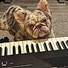 dog, french_bulldog, merle_coat, pet, keyboard, piano, musical_instrument, indoor, floor, carpet, curious, animal, ears, face, eyes, closeup, lying_down, wood_flooring, home, cute
