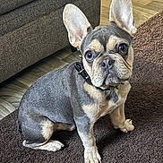 Max joined the competition — help win amazing prizes! dog, french_bulldog, puppy, pet, indoor, brown_rug, ears, eyes, sitting, floor, couch, fur, collar, cute, animal, companion, domestic, portrait, young, attention