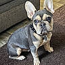 dog, french_bulldog, puppy, pet, indoor, brown_rug, ears, eyes, sitting, floor, couch, fur, collar, cute, animal, companion, domestic, portrait, young, attention