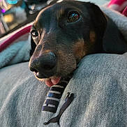 Elliott joined the competition — help win amazing prizes! animal, blanket, canine, close_up, clothing, companion, cozy, cute, dog, fur, indoor, person, pet, portrait, relaxed, resting, sleepy, snout, soft_light, tongue_out