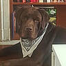 Ypso participe au concours pour gagner de l'argent avec cette photo : dog, labrador, chocolate_labrador, bandana, pet, animal, indoors, bookshelf, books, brown_dog, portrait, resting, calm, home, wood_floor, furniture, decor, panda_picture, closeup, companion