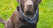 Ypso a rejoint le concours — aidez-le/la à gagner de superbes lots ! dog, labrador, chocolate_labrador, bandana, pet, canine, outdoor, grass, greenery, sitting, animal, mammal, portrait, looking_at_camera, daylight, nature, fur, ears, nostrils, tail
