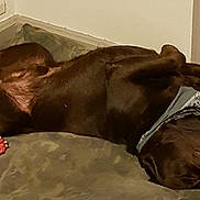 Ypso a rejoint le concours — aidez-le/la à gagner de superbes lots ! dog, chocolate_lab, bandana, dog_bed, toy, indoor, relaxed, lying_down, pet, animal, canine, sleeping, cozy, fur, resting, domestic, mammal, playful, cute, companion