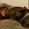 dog, chocolate_lab, bandana, dog_bed, toy, indoor, relaxed, lying_down, pet, animal, canine, sleeping, cozy, fur, resting, domestic, mammal, playful, cute, companion
