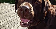Ypso participe au concours pour gagner de l'argent avec cette photo : animal, canine, chocolate_labrador, collar, daylight, deck, dog, domestic_animal, fence, friendly, garden, greenery, happy, labrador, outdoor, pet, smiling, sunlight, tongue_out, wooden_deck