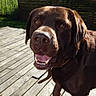 dog, labrador, chocolate_labrador, outdoor, deck, wooden_deck, sunlight, happy, pet, canine, tongue_out, smiling, fence, garden, greenery, daylight, animal, friendly, domestic_animal, collar