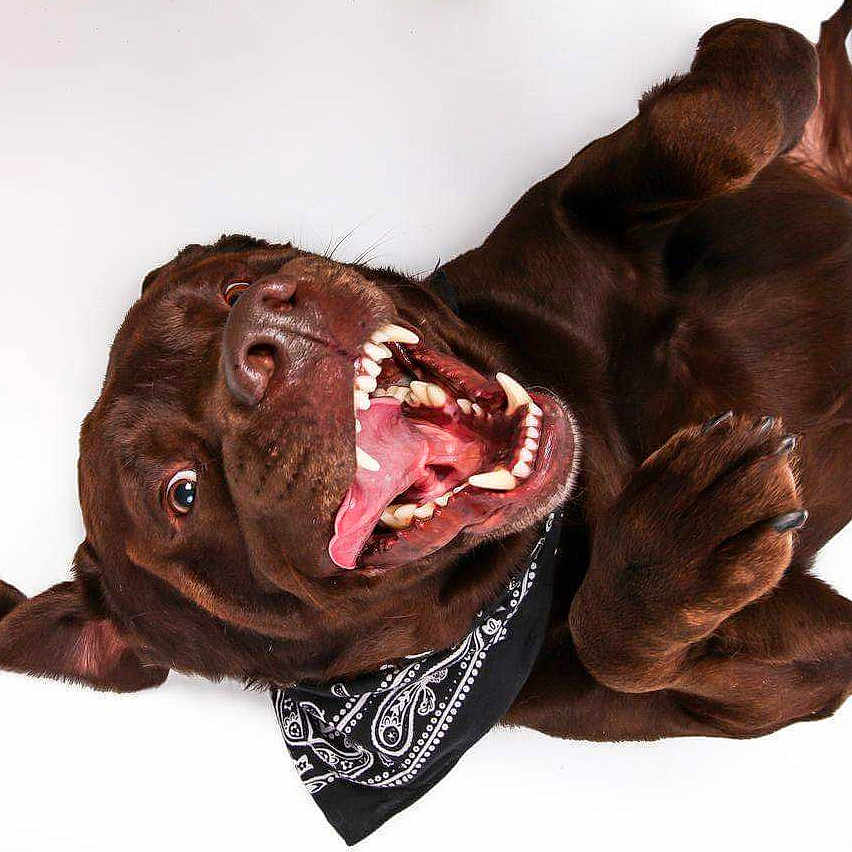 Ypso a rejoint le concours — aidez-le/la à gagner de superbes lots ! dog, labrador, chocolate, bandana, tongue_out, happy, playful, pet, canine, smiling, lying_down, white_background, cute, animal, domestic_animal, fur, ears, teeth, paw, closeup