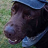 Ypso a rejoint le concours — aidez-le/la à gagner de superbes lots ! dog, chocolate_lab, hat, baseball_cap, bandana, grass, outdoor, pet, canine, smile, happy, closeup, portrait, animal, friendly, tongue, cute, playful, brown, sitting