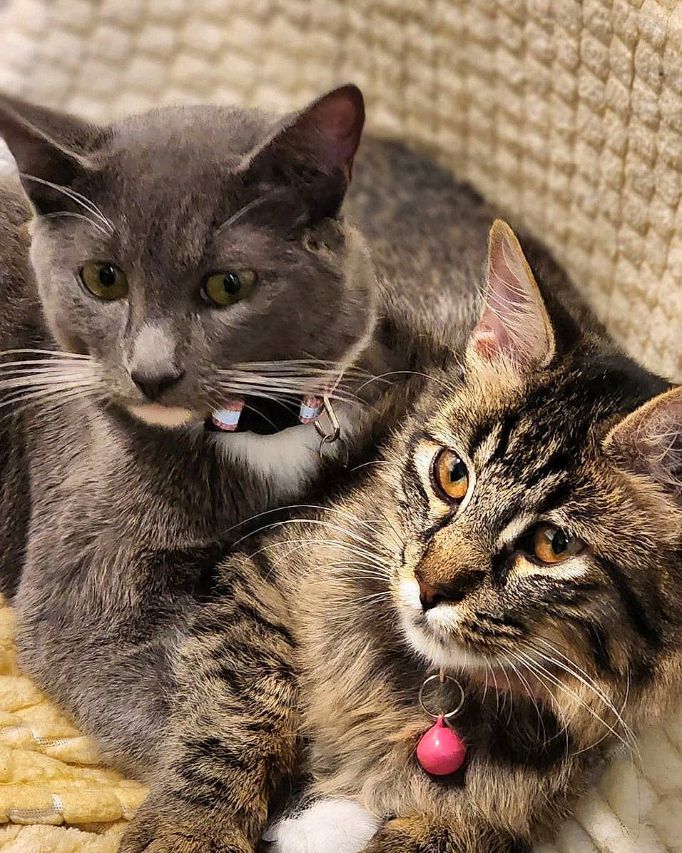Hazel And Gray joined the competition — help win amazing prizes! carnivore, cat, claw, domestic_short_haired_cat, felidae, foot, fur, paw, small_to_medium_sized_cats, snout, tail, terrestrial_animal, whiskers, window
