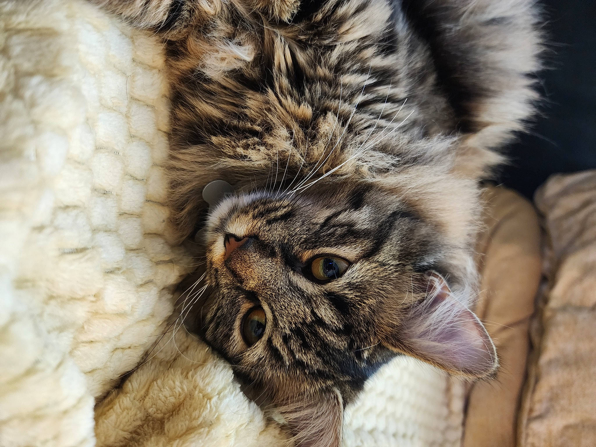 Hazel is registered to the contest to win money with this photo: big_cats, carnivore, cat, claw, close_up, comfort, domestic_short_haired_cat, eye, fawn, felidae, fur, pattern, paw, small_to_medium_sized_cats, snout, tail, terrestrial_animal, whiskers, wildlife, wrinkle