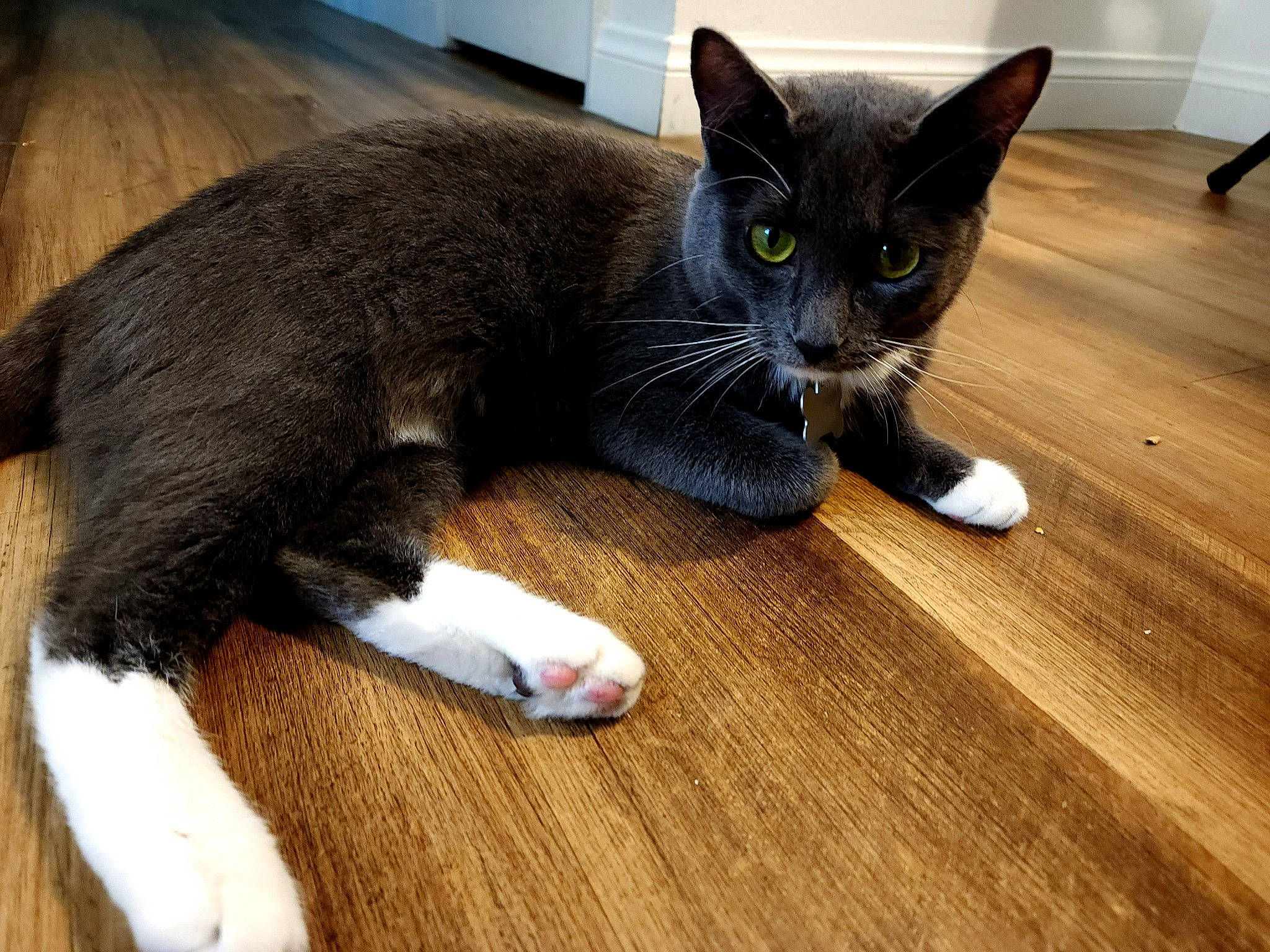 Gray joined the competition — help win amazing prizes! carnivore, cat, claw, comfort, domestic_short_haired_cat, felidae, floor, flooring, fur, grey, hardwood, paw, small_to_medium_sized_cats, snout, tail, varnish, whiskers, wood, wood_flooring, wood_stain