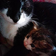 Doudou participe au concours pour gagner de l'argent avec cette photo : cat, kitten, black_and_white_cat, fluffy, close_up, snuggling, blanket, indoor, pet, feline, whiskers, cute, animal, domestic_cat, sleepy, fur, face, resting, companion, cozy