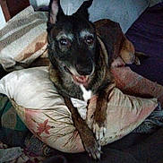 Ma Chienne Locky participe au concours pour gagner de l'argent avec cette photo : dog, pillow, blanket, cushion, indoor, pet, smiling, fur, animal, resting, comfort, home, cozy, lying_down, brown, black, white, ears, face, paw