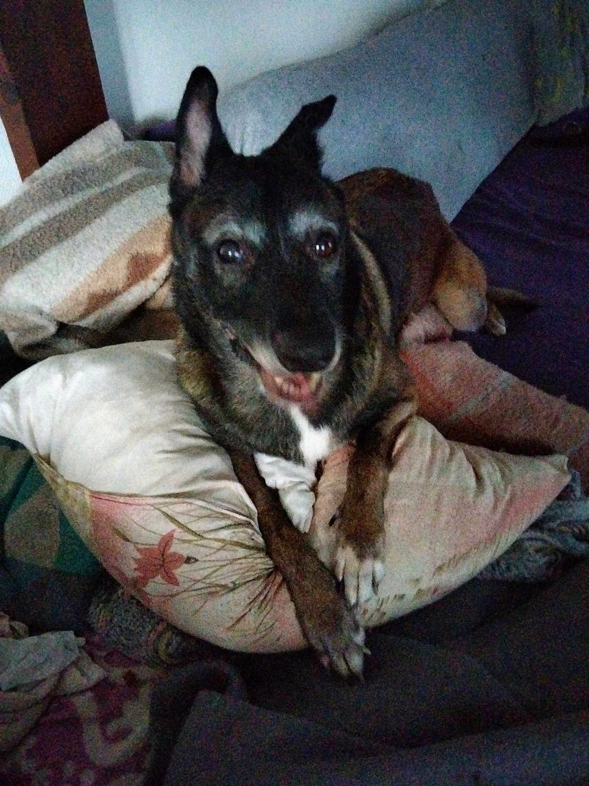 Ma Chienne Locky participe au concours pour gagner de l'argent avec cette photo : dog, pillow, blanket, cushion, indoor, pet, smiling, fur, animal, resting, comfort, home, cozy, lying_down, brown, black, white, ears, face, paw