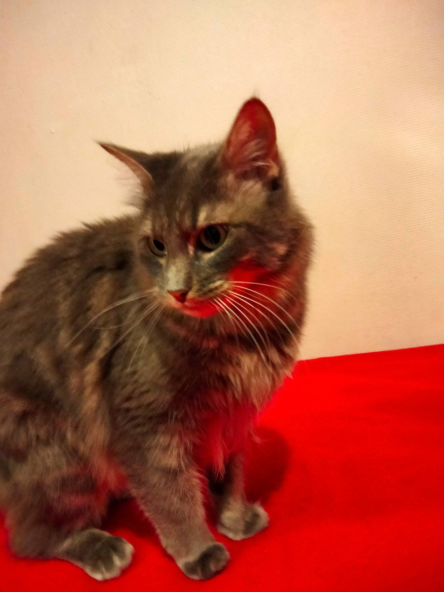 Tequila a rejoint le concours — aidez-le/la à gagner de superbes lots ! carnivore, carpet, cat, cat_toy, claw, domestic_short_haired_cat, fawn, felidae, flooring, fur, paw, small_to_medium_sized_cats, snout, tail, terrestrial_animal, whiskers, window