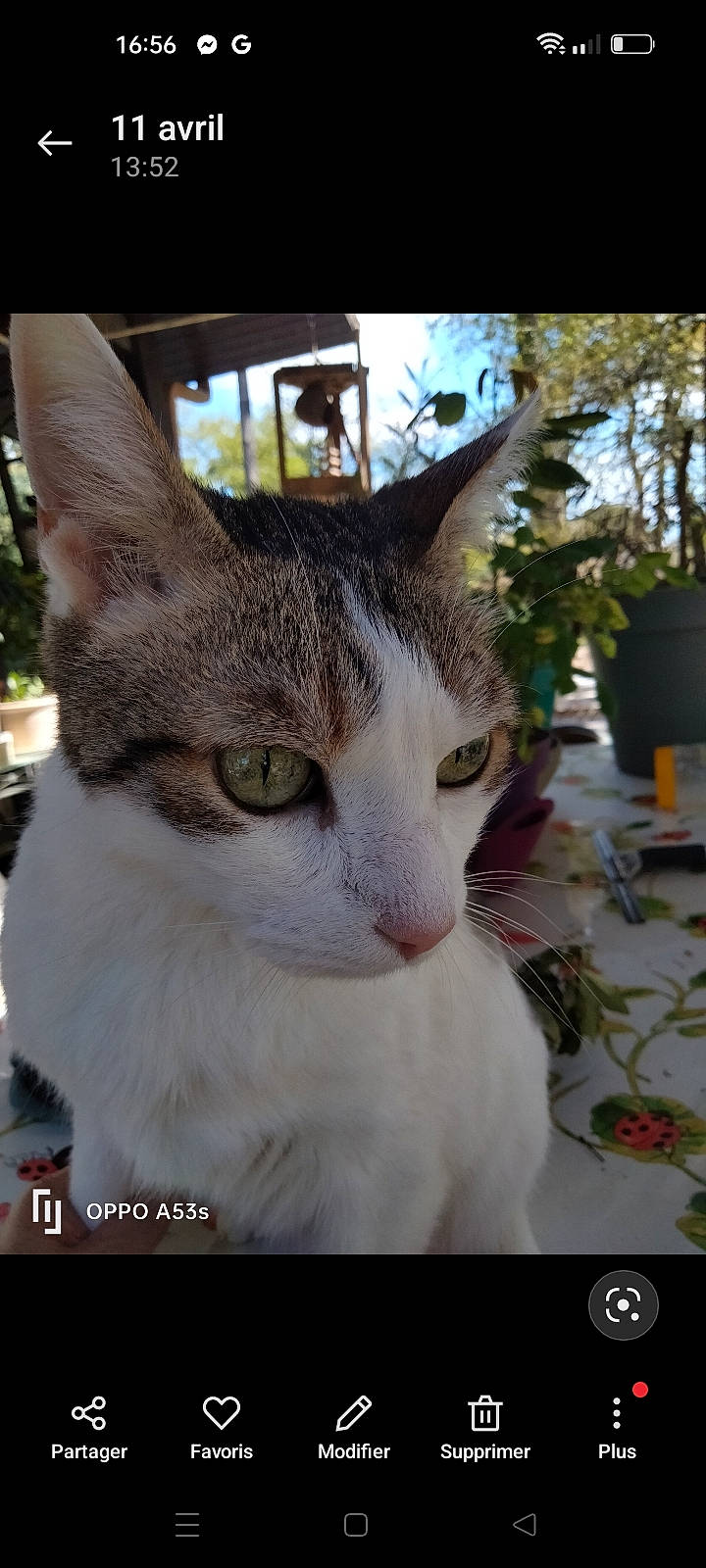 Tequila a rejoint le concours — aidez-le/la à gagner de superbes lots ! carnivore, cat, collar, domestic_short_haired_cat, fawn, felidae, flowerpot, fur, grass, houseplant, paw, photo_caption, plant, small_to_medium_sized_cats, snout, tail, tree, whiskers, window