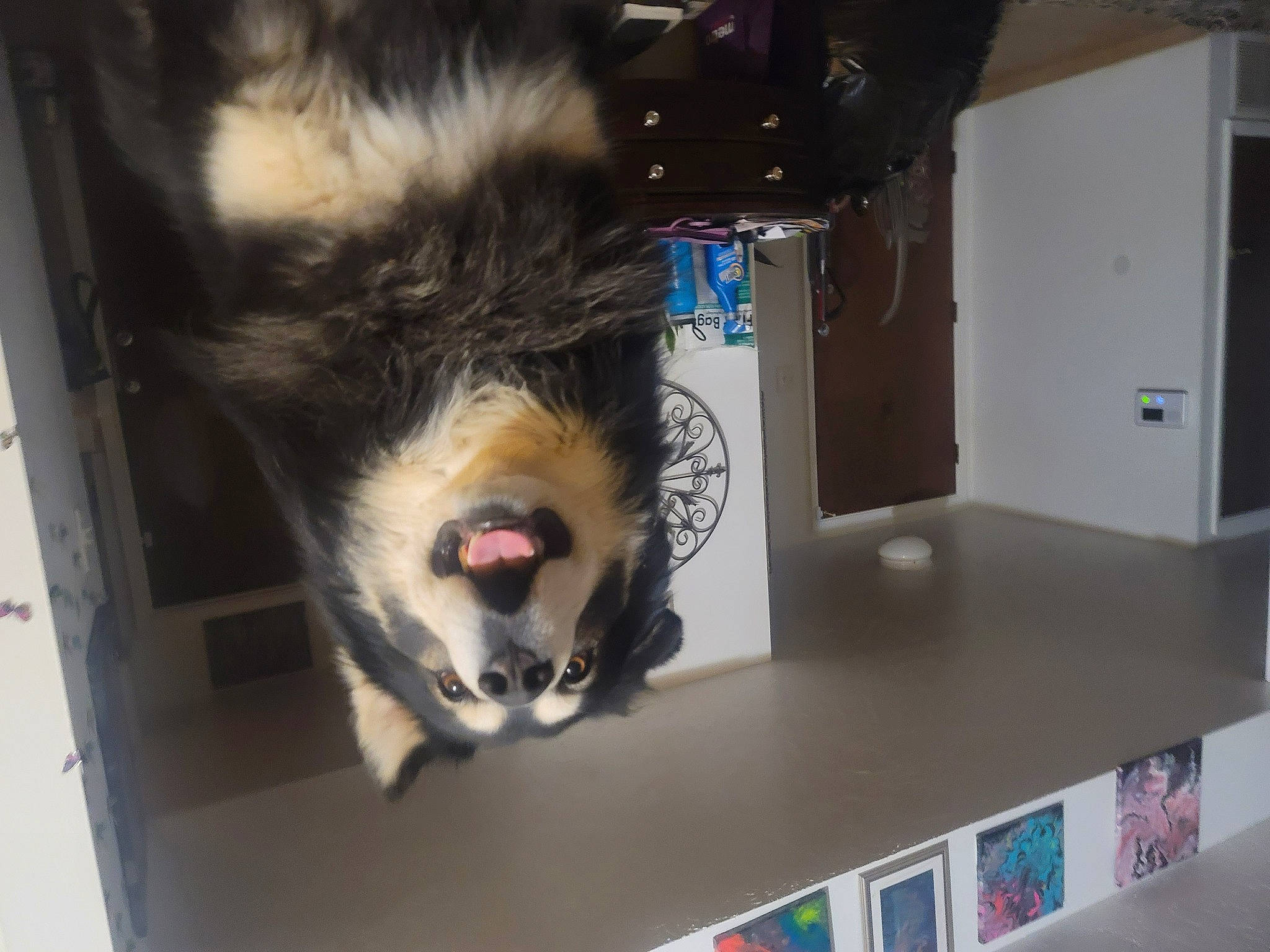 King joined the competition — help win amazing prizes! canidae, carnivore, cat, claw, dog_breed, domestic_short_haired_cat, felidae, fur, machine, paw, room, shelving, small_to_medium_sized_cats, snout, sporting_group, tail, whiskers