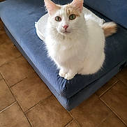 Blanca is registered to the contest to win money with this photo: cat, white_cat, fluffy_cat, green_eyes, sofa, couch, indoor, tile_floor, paws, tail, whiskers, pet, sitting, looking_at_camera, portrait, upholstery, home, cozy, cushion, furniture