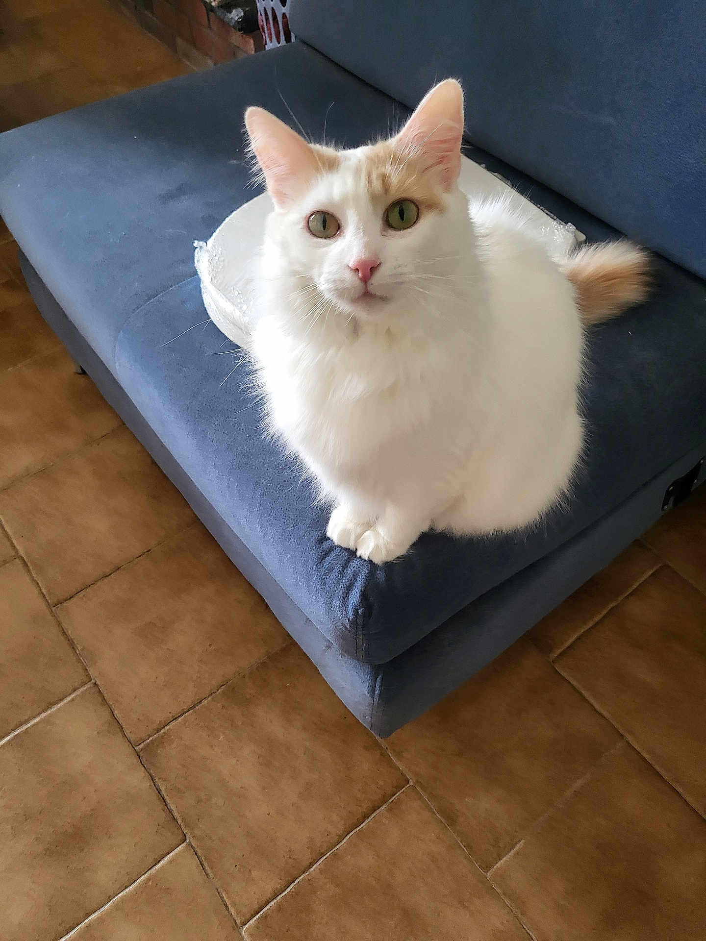 Blanca is registered to the contest to win money with this photo: cat, white_cat, fluffy_cat, green_eyes, sofa, couch, indoor, tile_floor, paws, tail, whiskers, pet, sitting, looking_at_camera, portrait, upholstery, home, cozy, cushion, furniture