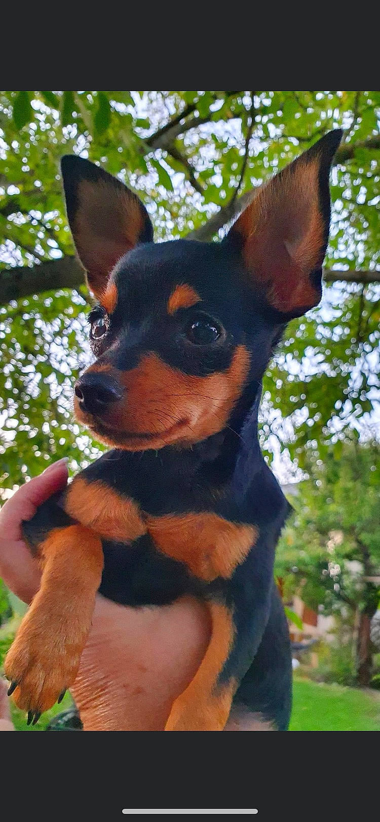 Nouka participe au concours pour gagner de l'argent avec cette photo : canidae, carnivore, companion_dog, corgi_chihuahua, dog, dog_breed, ear, fawn, pinscher, plant, prazsky_krysarik, russkiy_toy, snout, sporting_group, terrestrial_animal, toy_dog, tree, whiskers, working_animal, working_dog