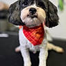 dog, pet, animal, bandana, red_bandana, cute, fluffy, groomed, indoor, portrait, black_and_white, small_dog, sitting, looking_at_camera, close_up, adorable, fur, ears, nose, paws