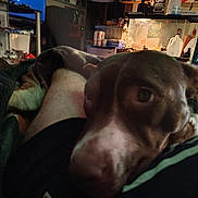 Roxy joined the competition — help win amazing prizes! dog, pet, blanket, leg, living_room, fireplace, close_up, brown_dog, face, indoors, heater, shelf, clutter, cozy, resting, couch, television, container, bottle, dim_lighting