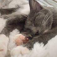 Octavia joined the competition — help win amazing prizes! cat, sleeping, close_up, gray_cat, white_cat, paw_pads, furry, cozy, pet, animal, whiskers, relaxed, cute, fur, nap, indoors, soft, resting, domestic_cat, mammal