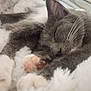 cat, sleeping, close_up, gray_cat, white_cat, paw_pads, furry, cozy, pet, animal, whiskers, relaxed, cute, fur, nap, indoors, soft, resting, domestic_cat, mammal