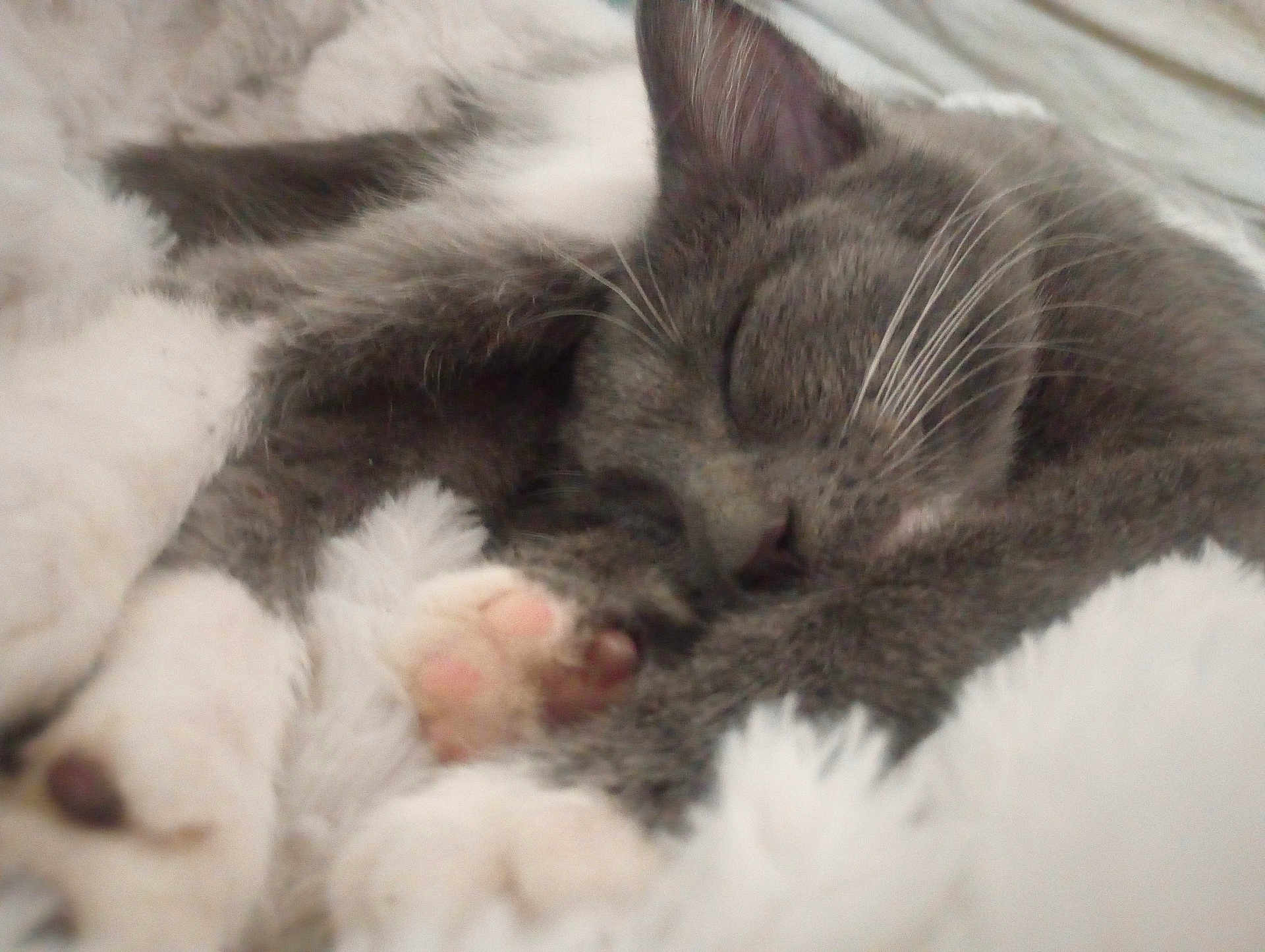 Octavia