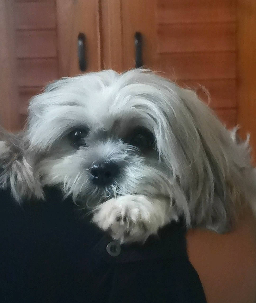 Coco Chanel joined the competition — help win amazing prizes! biewer_terrier, canidae, carnivore, companion_dog, dog, dog_breed, eye, fur, head, liver, mal_shi, puppy_love, shih_poo, shih_tzu, small_terrier, snout, sporting_group, terrier, toy_dog, working_animal