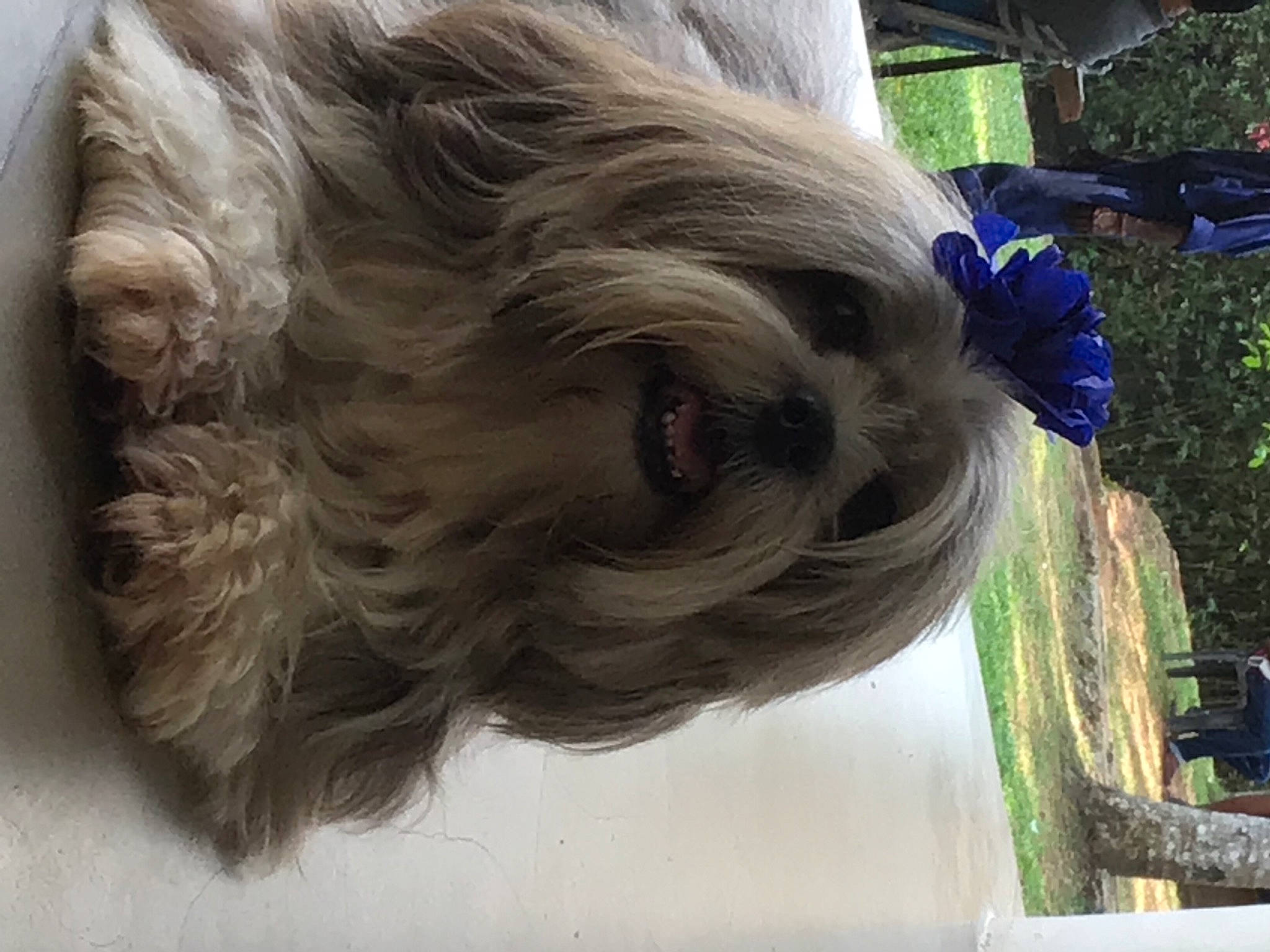 Coco Chanel joined the competition — help win amazing prizes! blond, canidae, companion_dog, dog_breed, fawn, feathered_hair, fur, grass, hair_coloring, layered_hair, liver, long_hair, plant, snout, sporting_group, surfer_hair, tail, tree, wood, working_animal