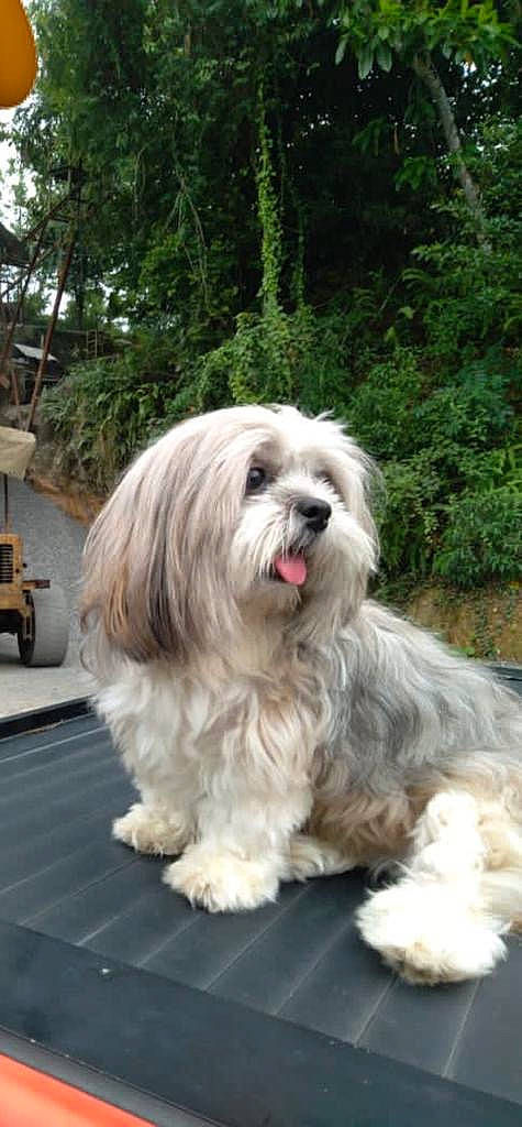 Coco Chanel is registered to the contest to win money with this photo: canidae, carnivore, companion_dog, dog, dog_breed, fur, grass, mal_shi, maltepoo, plant, road_surface, shih_tzu, snout, sporting_group, tire, toy_dog, tree, truck, wheel, working_animal