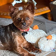 Max is registered to the contest to win money with this photo: animal, brown_fur, carpet, close_up, collar, cute, dog, ears_up, floor, household, indoor, lying_down, max, name_tag, pet, plush_toy, relaxed, small_dog, toy, wood_floor