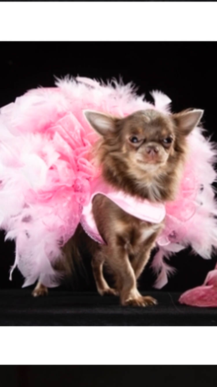 Genevieve is registered to the contest to win money with this photo: canidae, carnivore, chihuahua, companion_dog, dog, dog_breed, fawn, pink, puppy, toy_dog