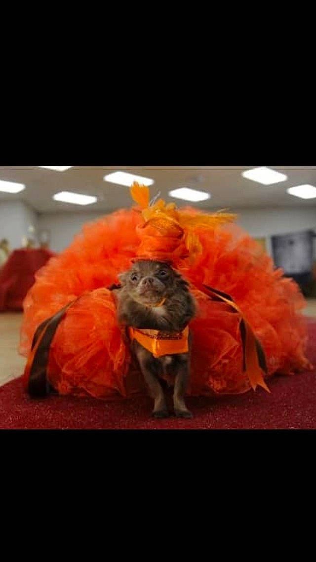 Genevieve is registered to the contest to win money with this photo: costume, orange, plant