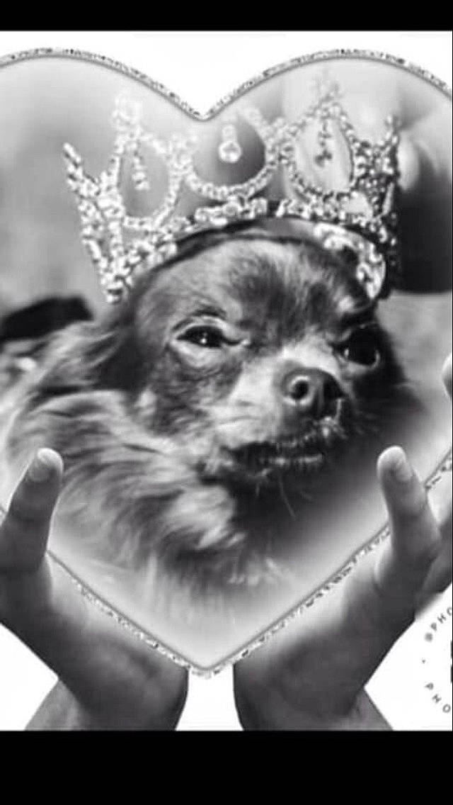 Genevieve is registered to the contest to win money with this photo: black_and_white, canidae, carnivore, chihuahua, companion_dog, dog, dog_breed, ear, photography, puppy, snout, style, toy_dog