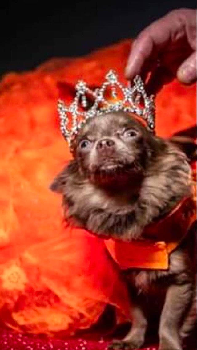 Genevieve is registered to the contest to win money with this photo: canidae, carnivore, dog, dog_breed, non_sporting_group, puppy