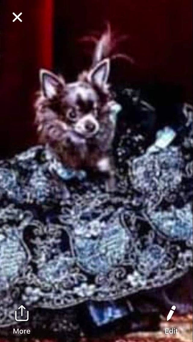 Genevieve is registered to the contest to win money with this photo: canidae, carnivore, chihuahua, dog, dog_breed, mammal, toy_dog, vertebrate