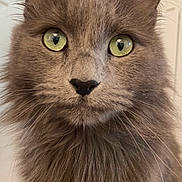 Jazz participe au concours pour gagner de l'argent avec cette photo : cat, gray_cat, close_up, fluffy_fur, yellow_eyes, indoor, pet, whiskers, curious, feline, animal, portrait, cute, domestic_cat, mammal, face, ears, nose, fur, eyes