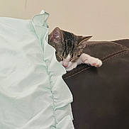 Bella joined the competition — help win amazing prizes! kitten, cat, sleeping, pillow, couch, leather, indoor, cozy, nap, pet, feline, fur, whiskers, relaxation, home, soft, cute, resting, domestic_animal, comfort
