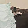 kitten, cat, sleeping, pillow, couch, leather, indoor, cozy, nap, pet, feline, fur, whiskers, relaxation, home, soft, cute, resting, domestic_animal, comfort
