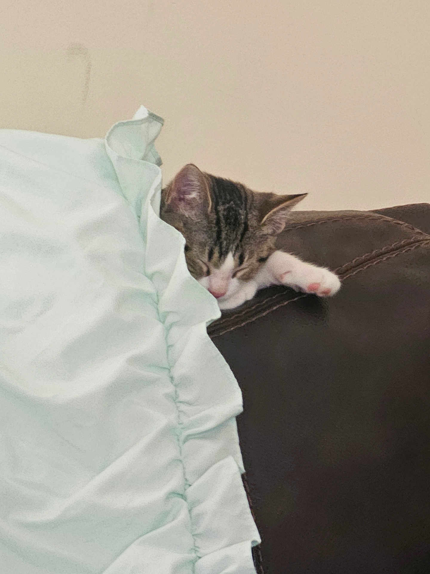 Bella