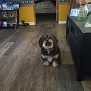 Joy joined the competition — help win amazing prizes! dog, living_room, wooden_floor, yellow_wall, television, shelf, photographs, doorway, bedroom, bed, blanket, furniture, decor, indoor, pet, curious, flooring, collar, home, cozy