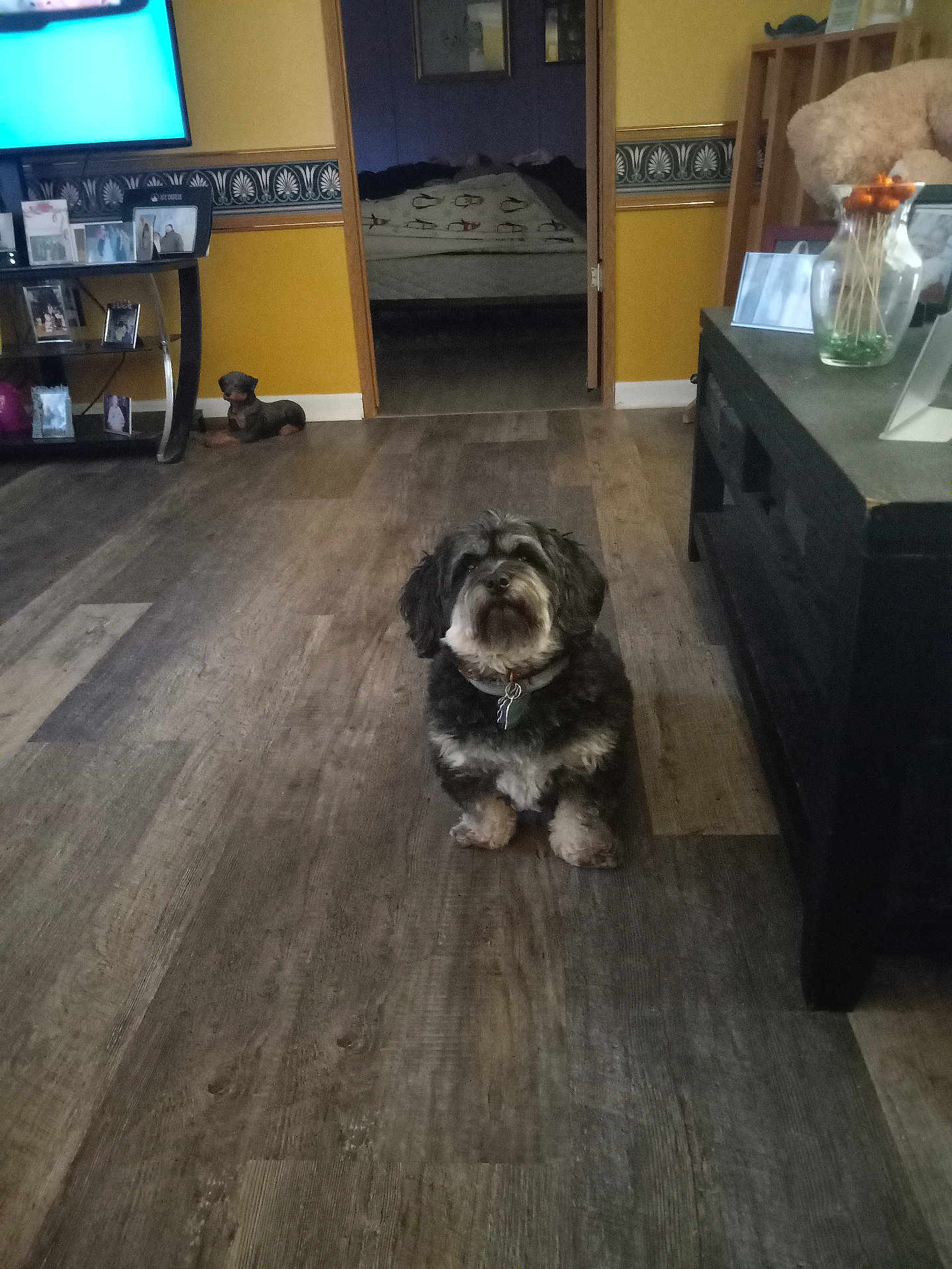 Joy joined the competition — help win amazing prizes! dog, living_room, wooden_floor, yellow_wall, television, shelf, photographs, doorway, bedroom, bed, blanket, furniture, decor, indoor, pet, curious, flooring, collar, home, cozy
