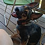 puppy, dog, ears, smiling, tongue_out, collar, wooden_floor, porch, chair, green_chair, socks, person, legs, footwear, outdoor, sunlight, happy, pet, animal, relaxing